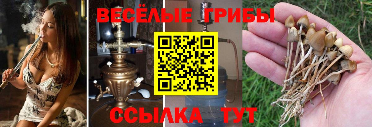 Псилоцибиновые грибы Cubensis Обь